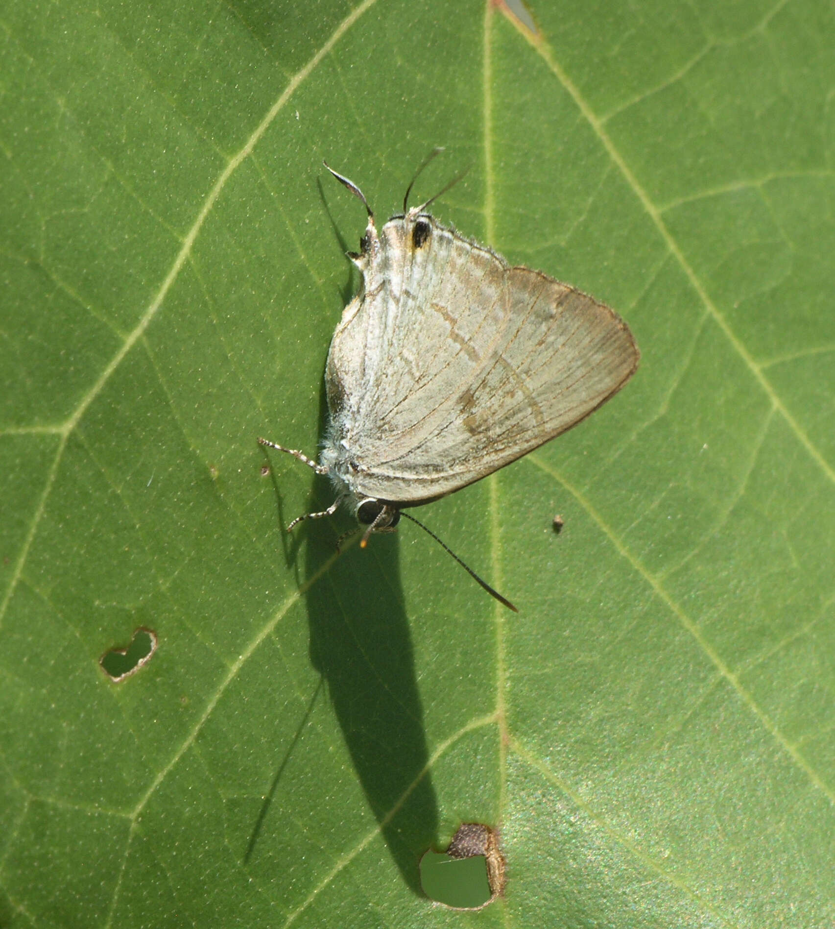 Image of Hypolycaena erylus himavantus Fruhstorfer 1912