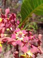 Image de Strophanthus boivinii Baill.