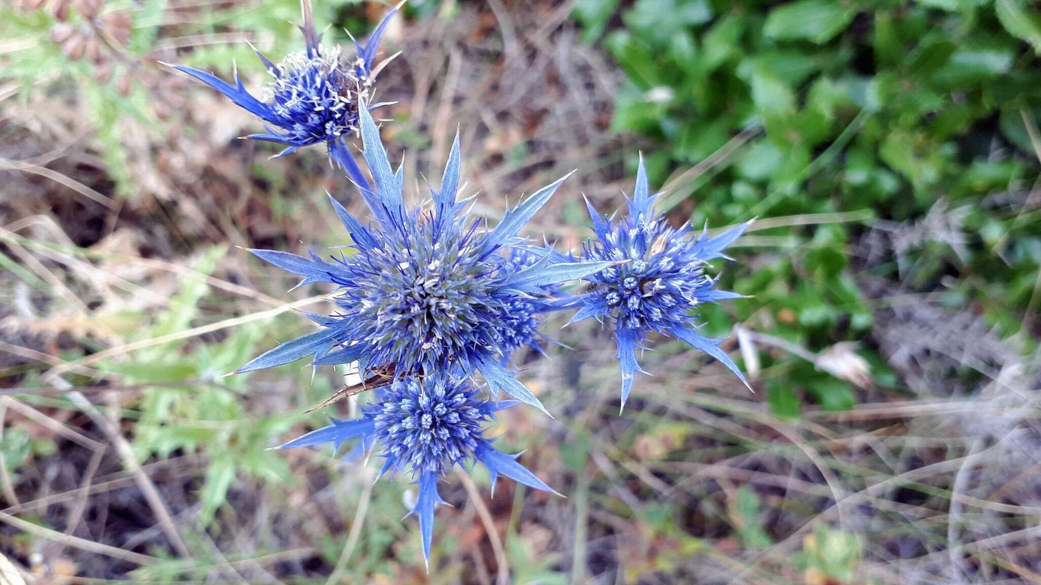 Eryngium dilatatum Lam. resmi