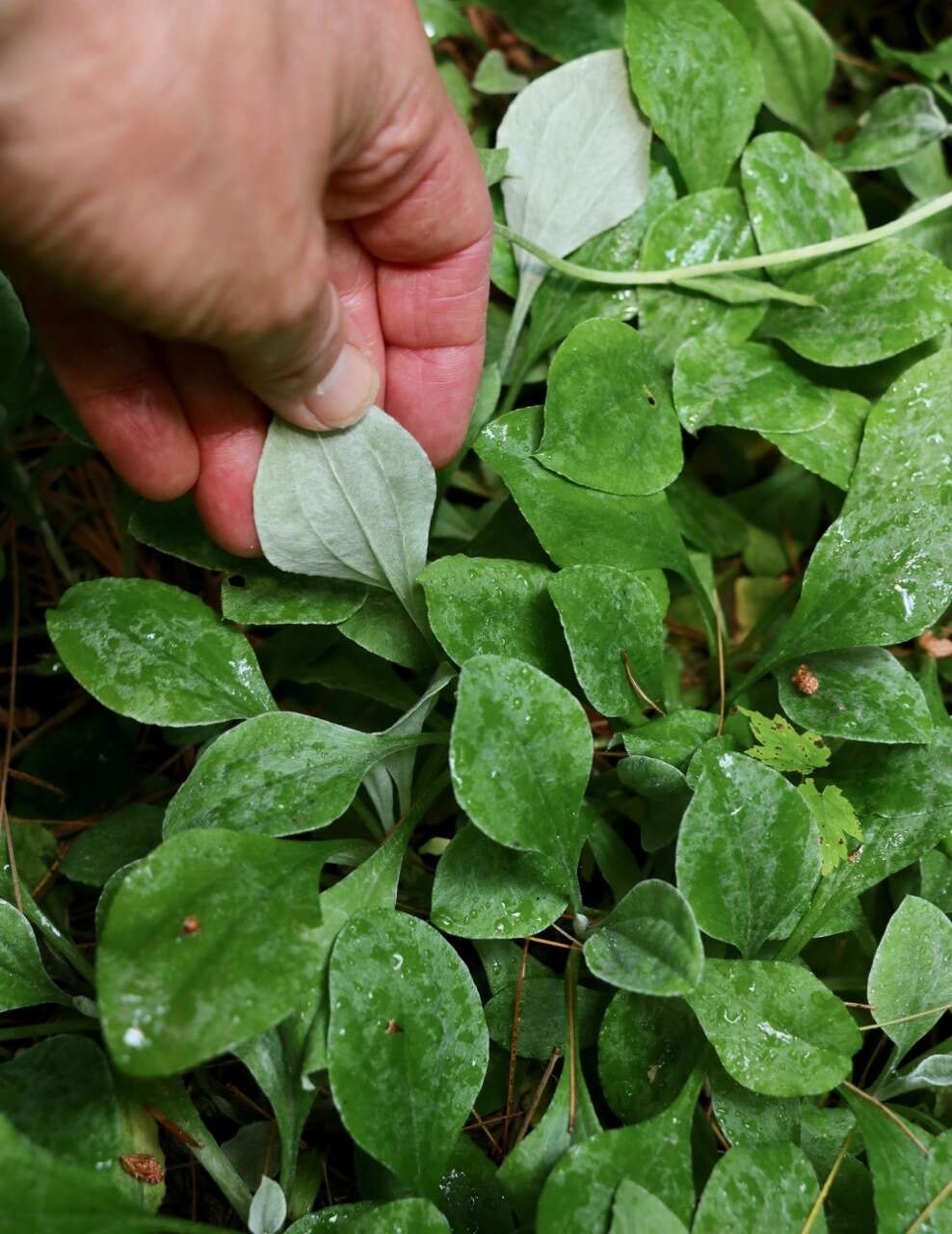 Imagem de Antennaria parlinii Fern.