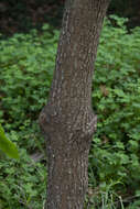 Image of Vallonea oak