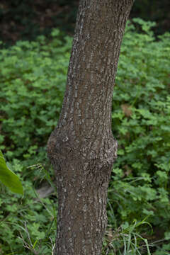 Image of Vallonea oak