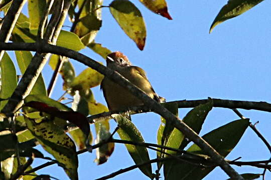 Hylophilus poicilotis Temminck 1822的圖片