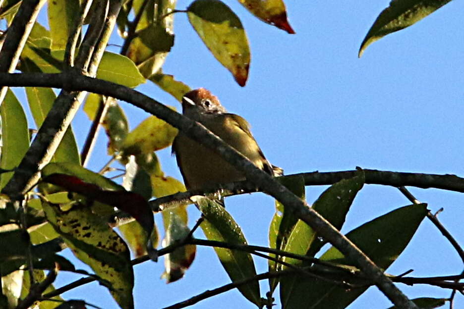 Image of Rufous-crowned Greenlet