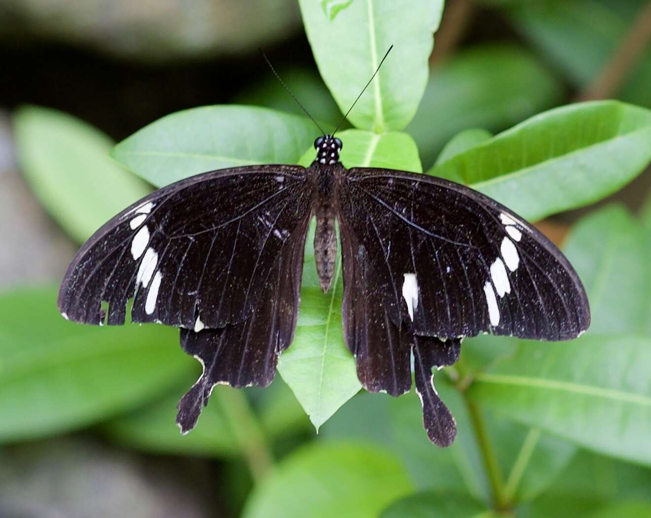 Image of Papilio nephelus Boisduval 1836