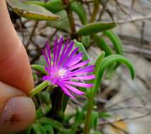 Image of Delosperma zoutpansbergense L. Bol.