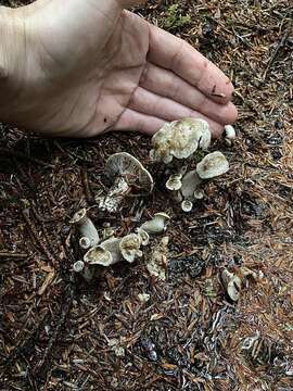 Image de Clitocybe sclerotoidea (Morse) H. E. Bigelow 1958