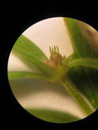 Image of river false buttonweed