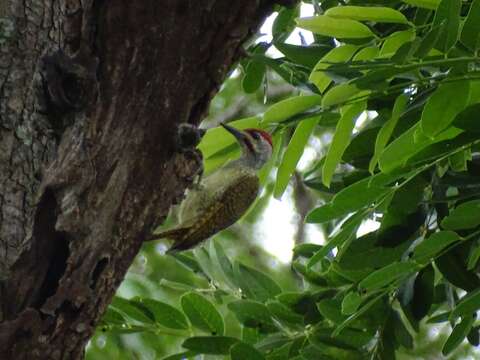 Image of Fine-spotted Woodpecker