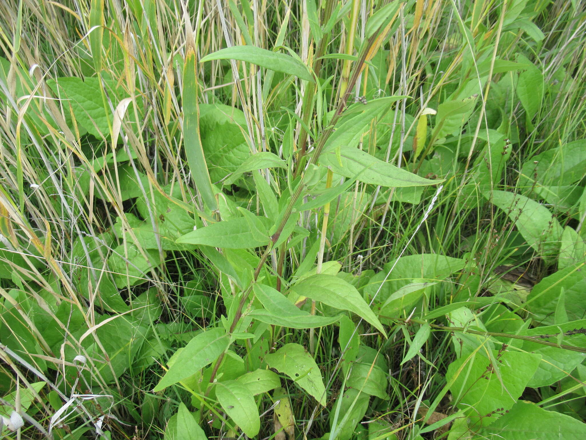 Imagem de Saussurea amara (L.) DC.