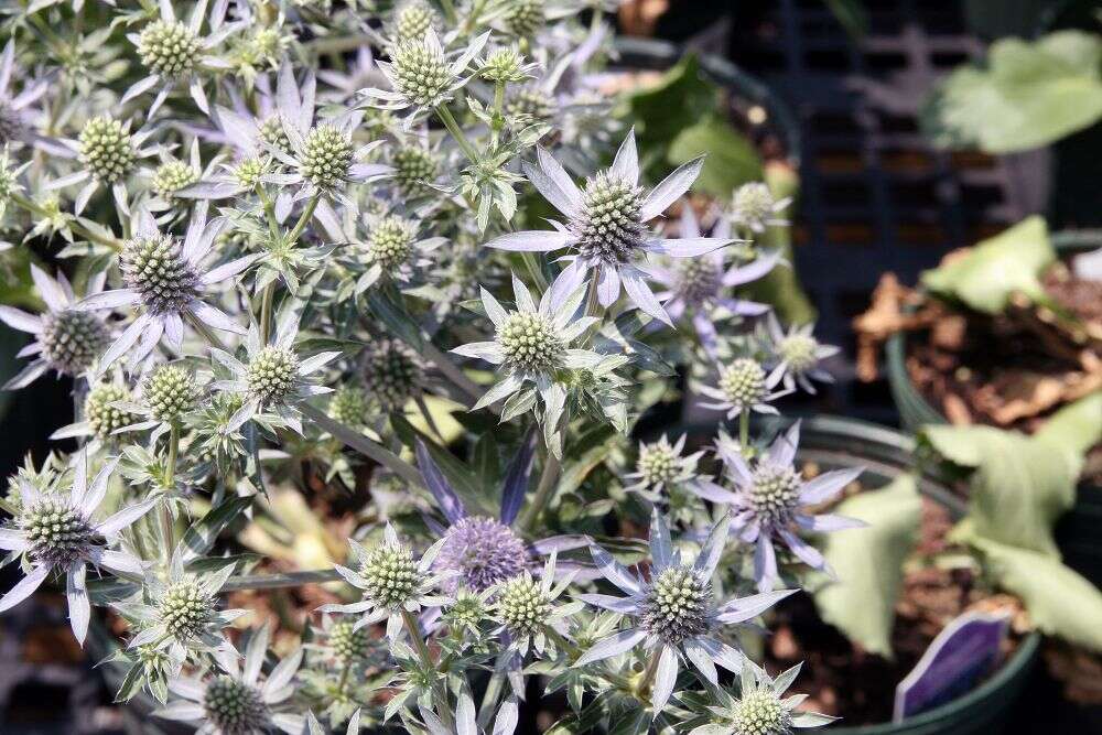 Imagem de Eryngium planum L.