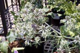 Imagem de Eryngium planum L.