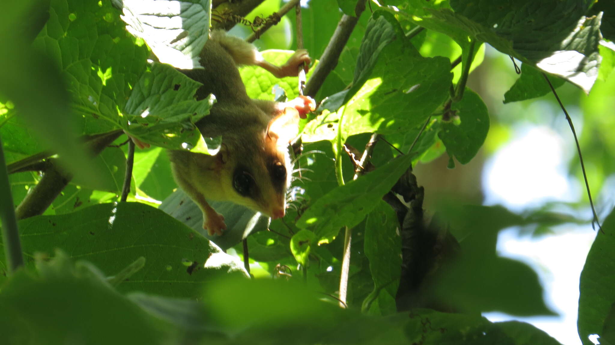 Image of Mexican Mouse Opossum