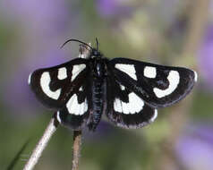 Image of Alypia mariposa Grote & Robinson 1868