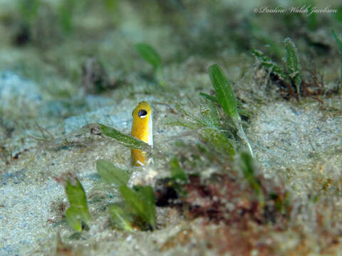 Image of Yellow Garden Eel