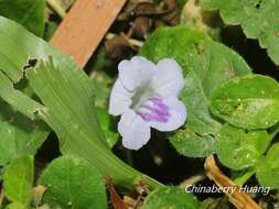 Image of Ruellia repens L.