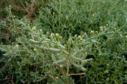 Image of Tetraena coccinea (L.) Beier & Thulin