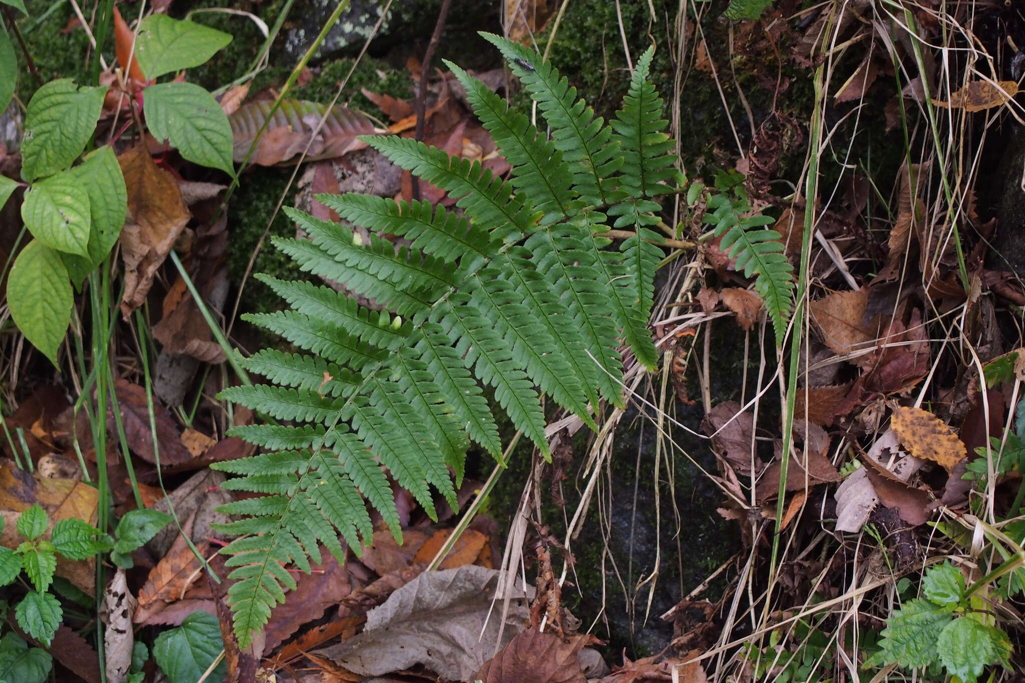 Imagem de Dryopteris uniformis (Mak.) Mak.