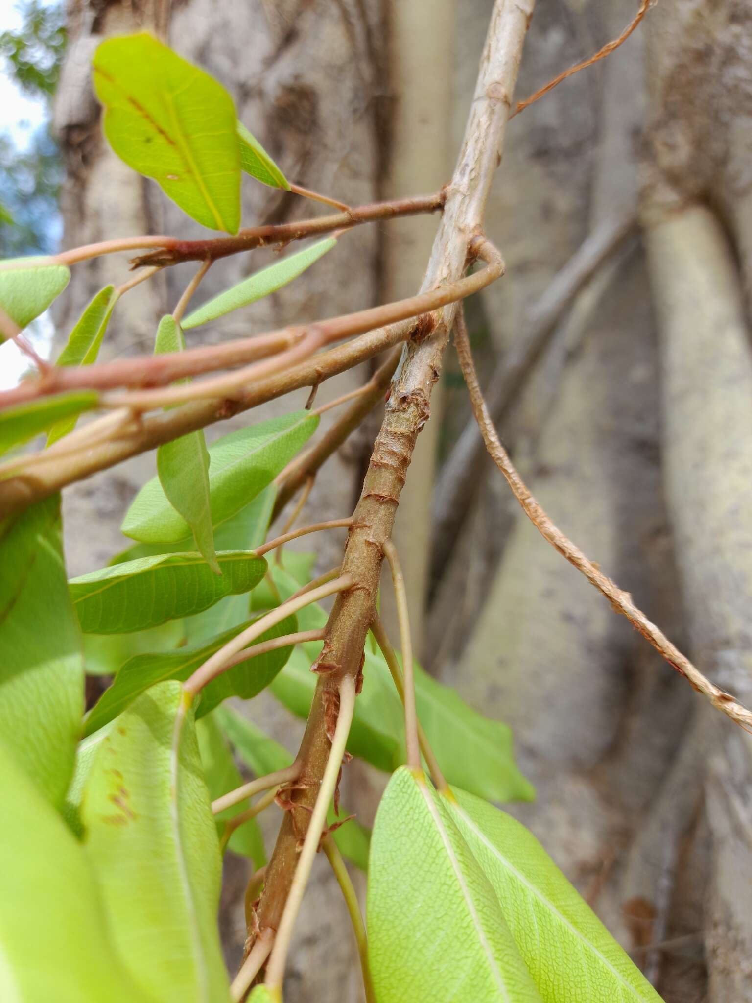 Ficus petersii Warb.的圖片