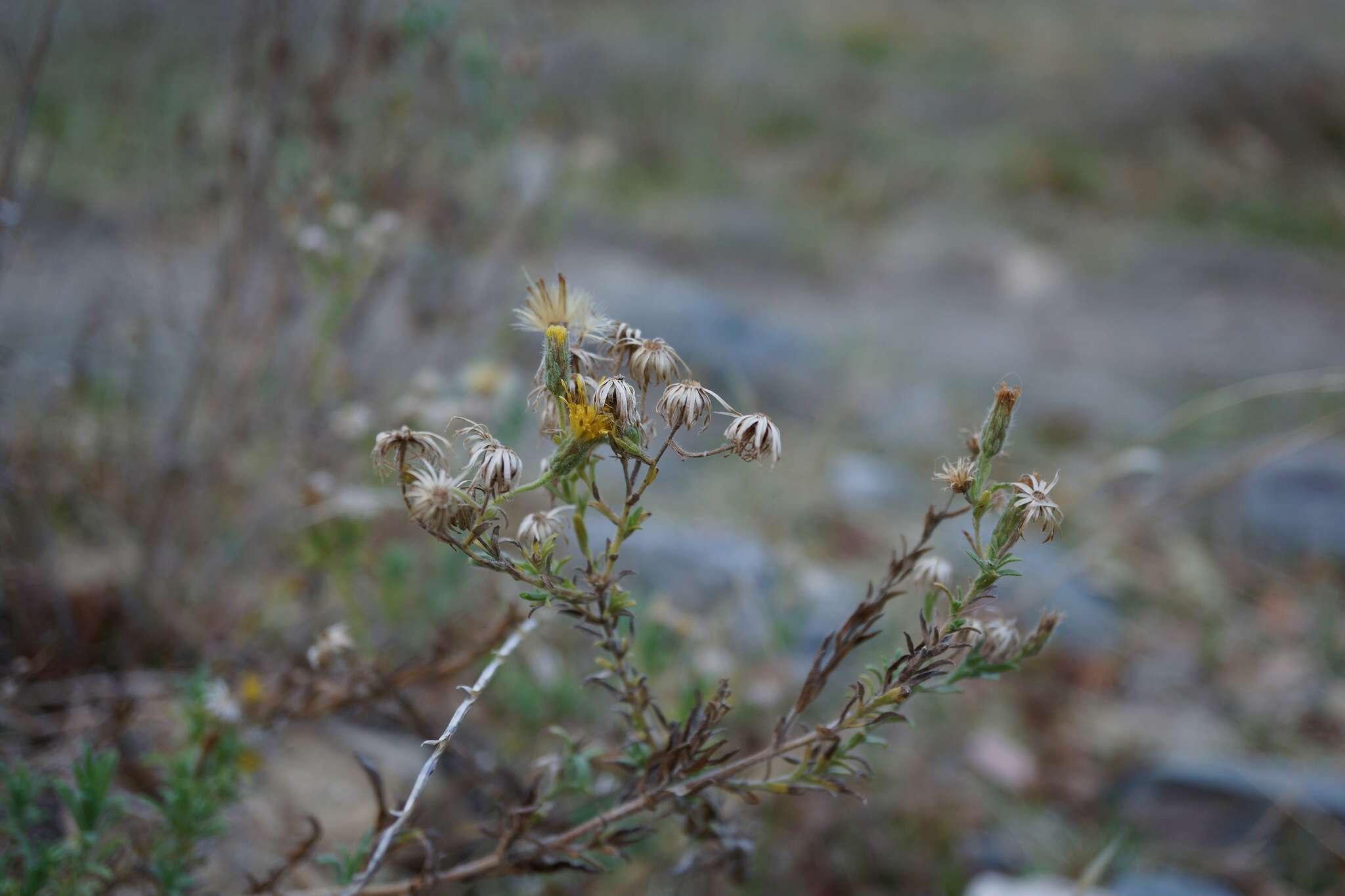 Image of Oregon False Golden-Aster