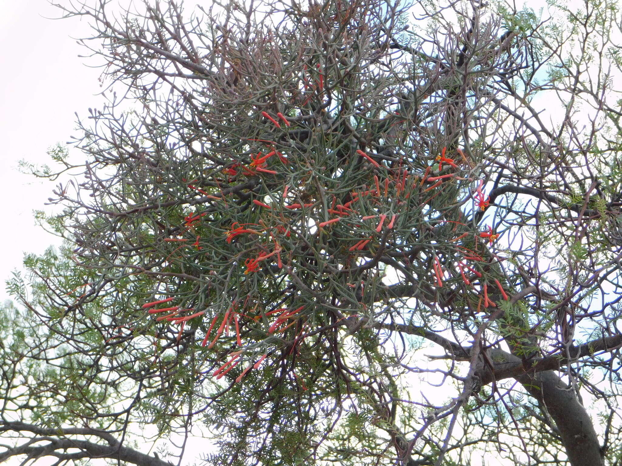 Image of Psittacanthus sonorae (Watson) J. Kuijt