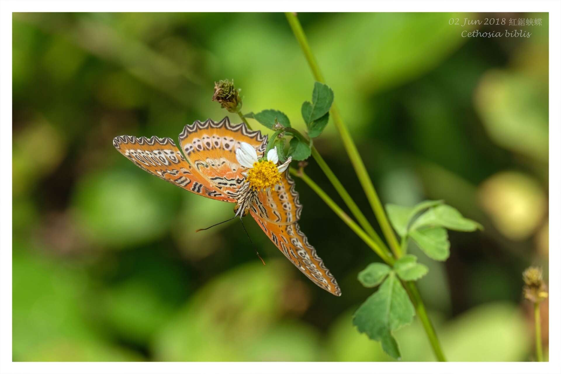 Cethosia biblis Drury 1770 resmi