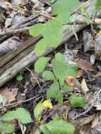 Plancia ëd Berberis canadensis Miller