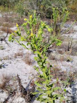 Chrysopsis delaneyi Wunderlin & Semple resmi