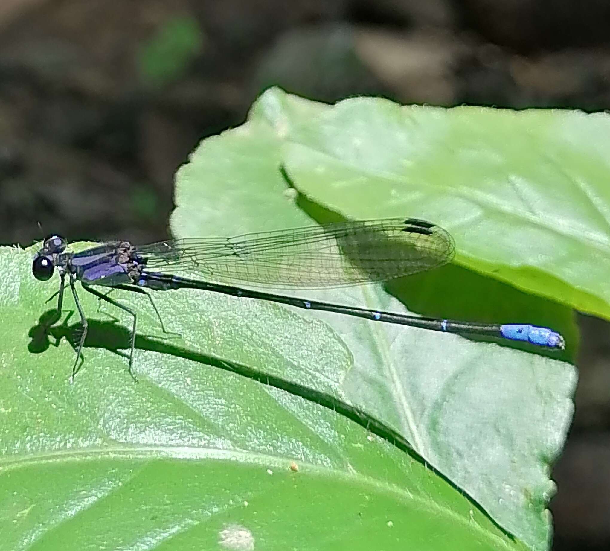 Image of Argia ulmeca Calvert 1902