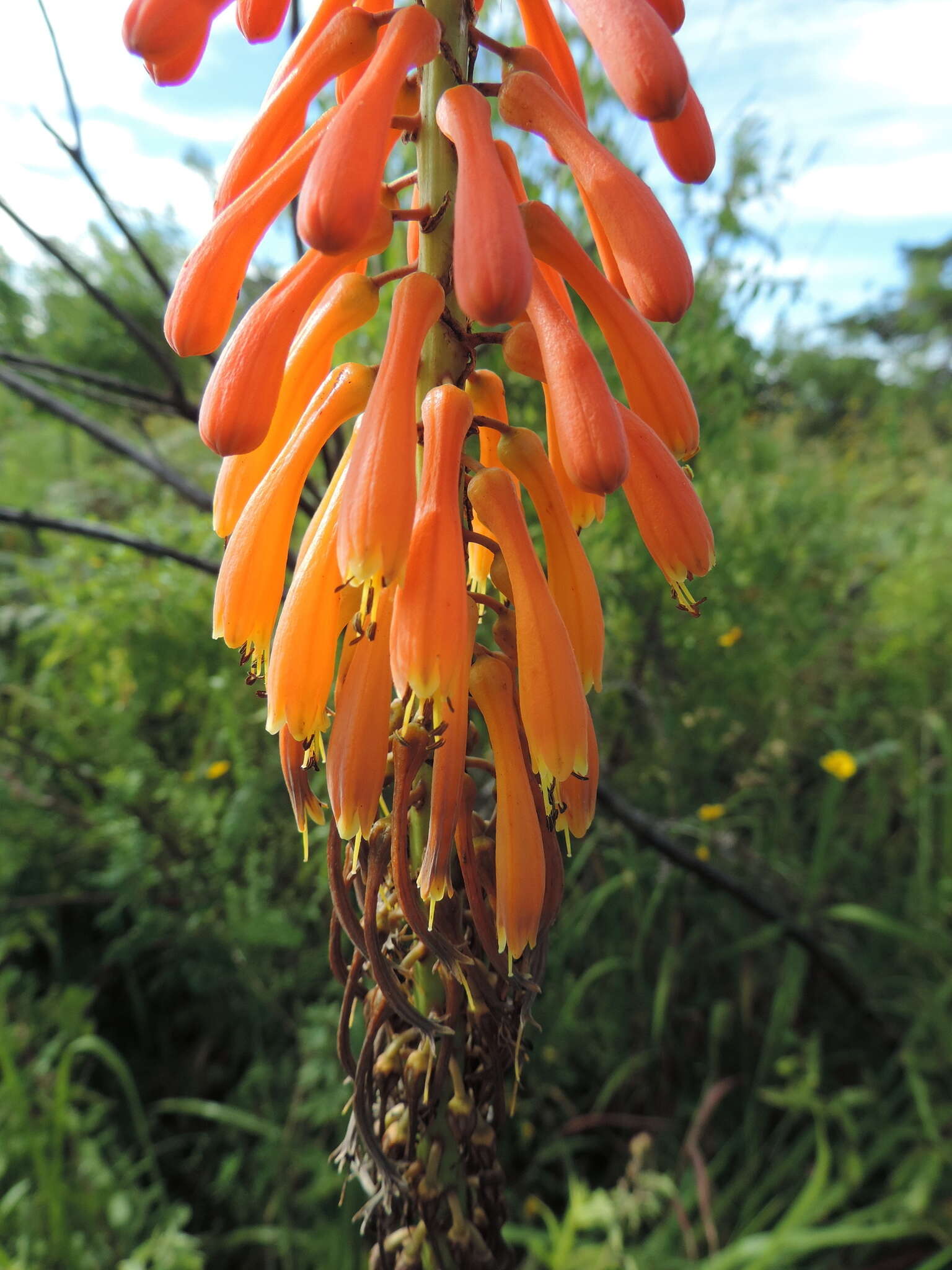 Image of Kniphofia princeae (A. Berger) Marais