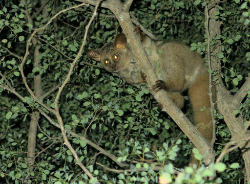 صورة Otolemur crassicaudatus kirkii (Gray 1865)