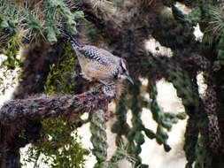 Image of Cactus Wren