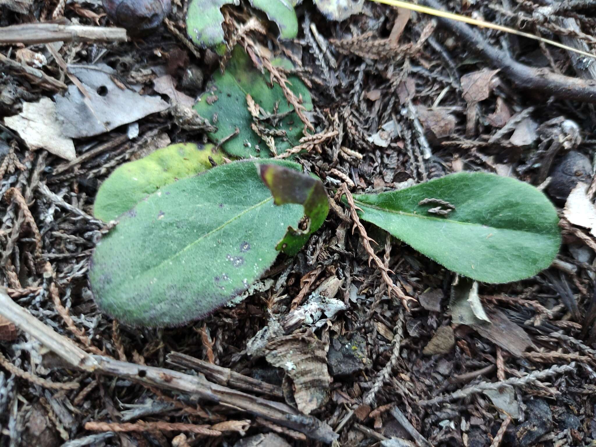 Plancia ëd Acourtia tenoriensis B. L. Turner