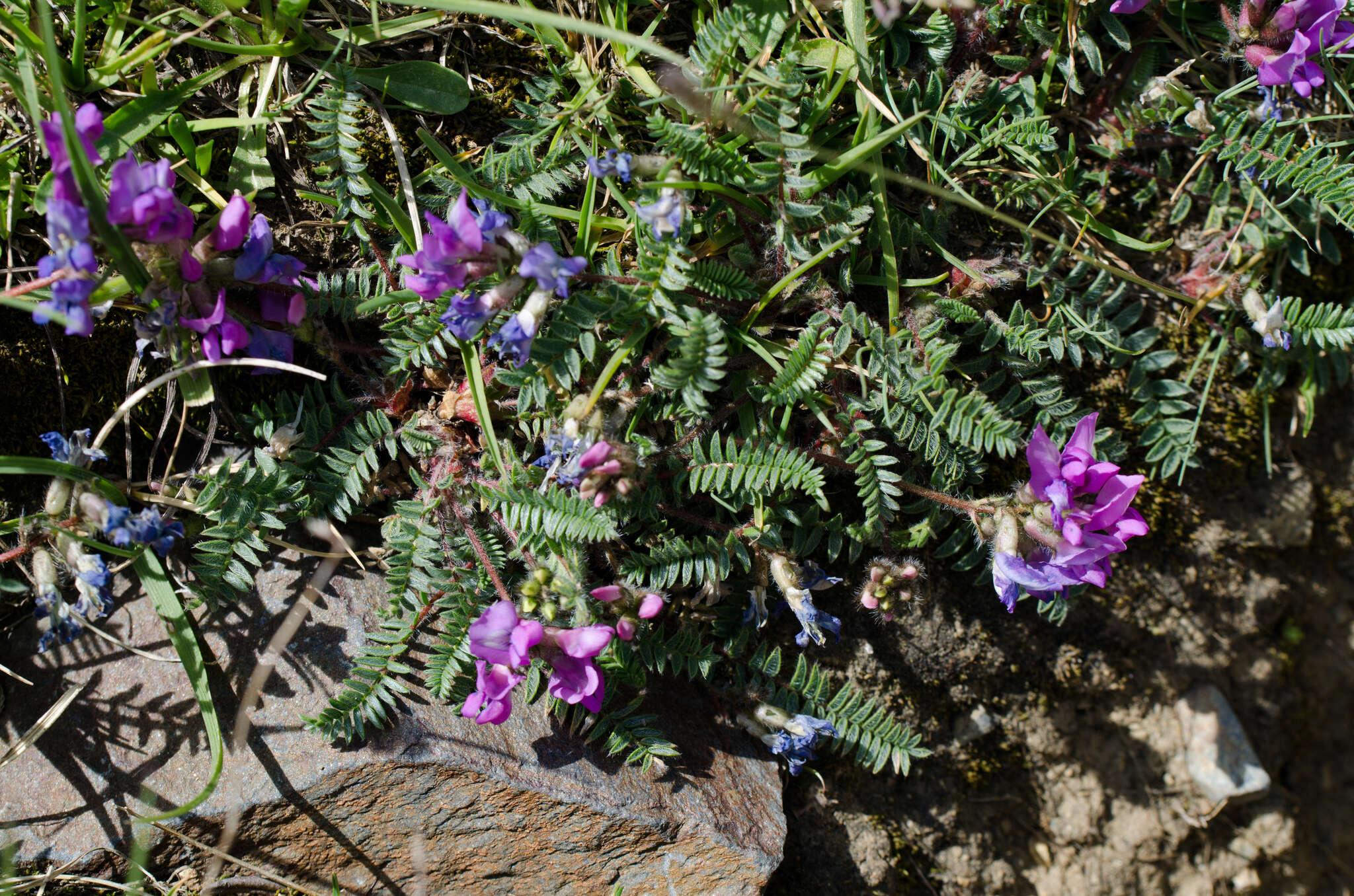 Image of Oxytropis neglecta Ten.