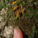 Image of Specklinia microphylla (A. Rich. & Galeotti) Pridgeon & M. W. Chase