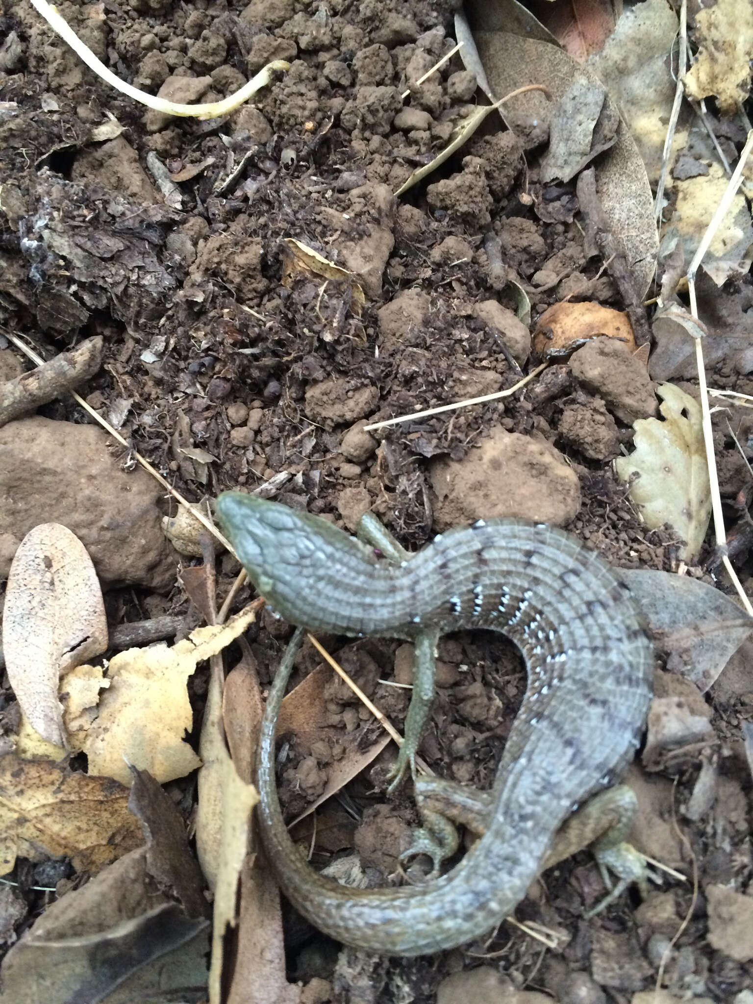 Image of Elgaria multicarinata multicarinata (Blainville 1835)