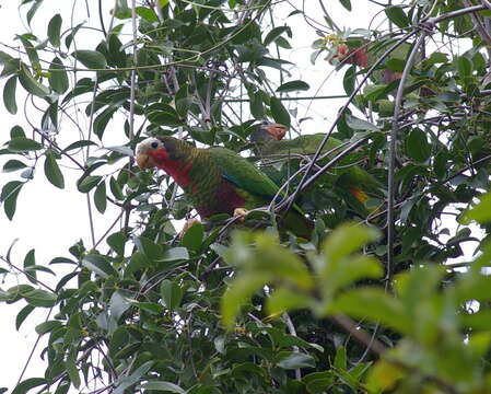 Image of Amazona leucocephala leucocephala (Linnaeus 1758)