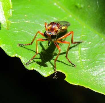 Image de Saropogon antipodus Schiner 1868