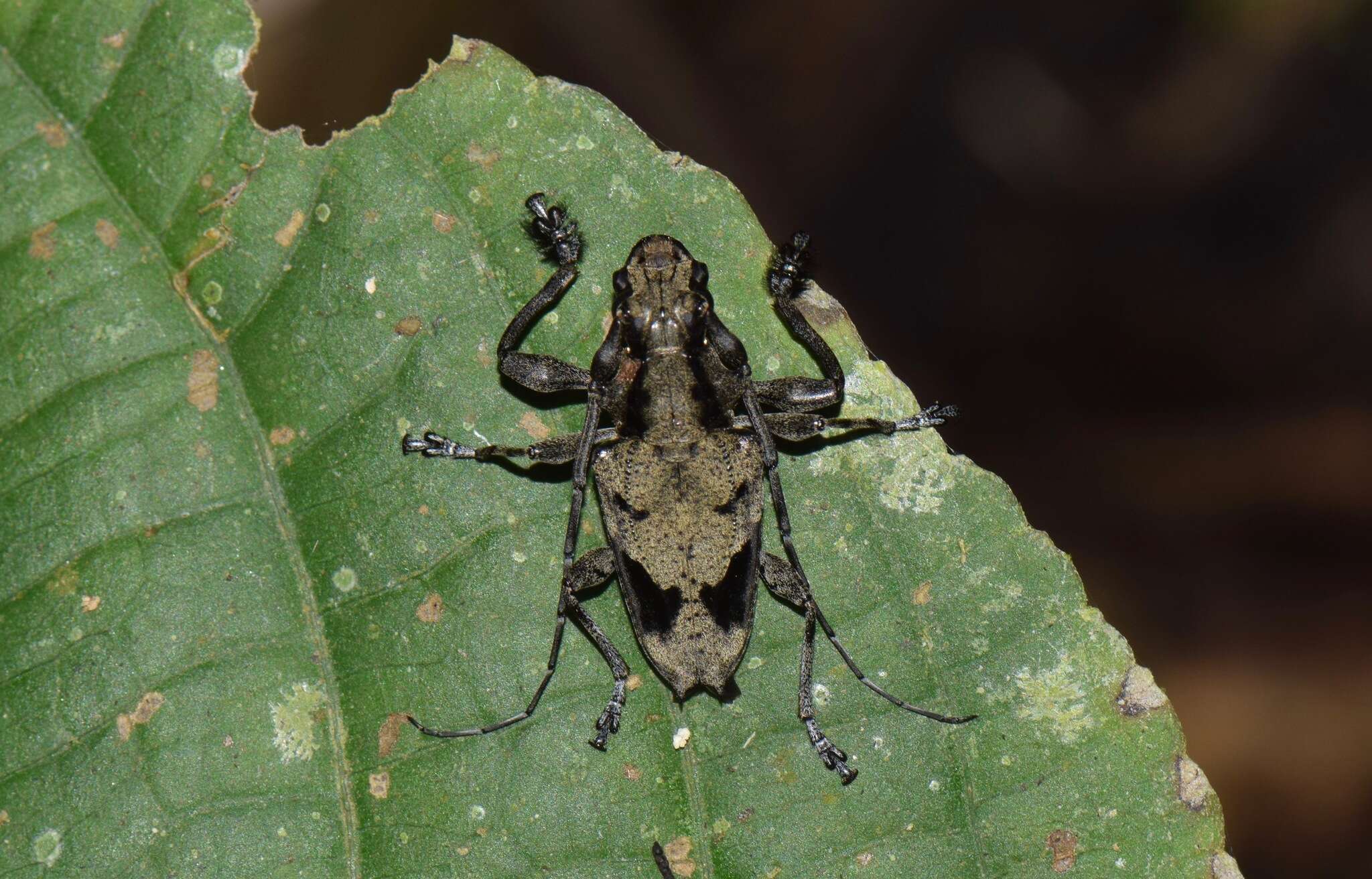 Image of Steirastoma coenosum Bates 1862