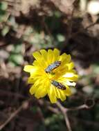 Слика од Acmaeodera ottomana (Frivaldszky 1837)