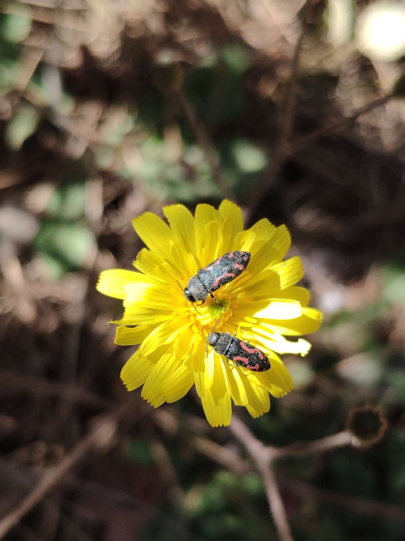 Слика од Acmaeodera ottomana (Frivaldszky 1837)