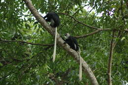 Image of Geoffroy's Black-and-White Colobus