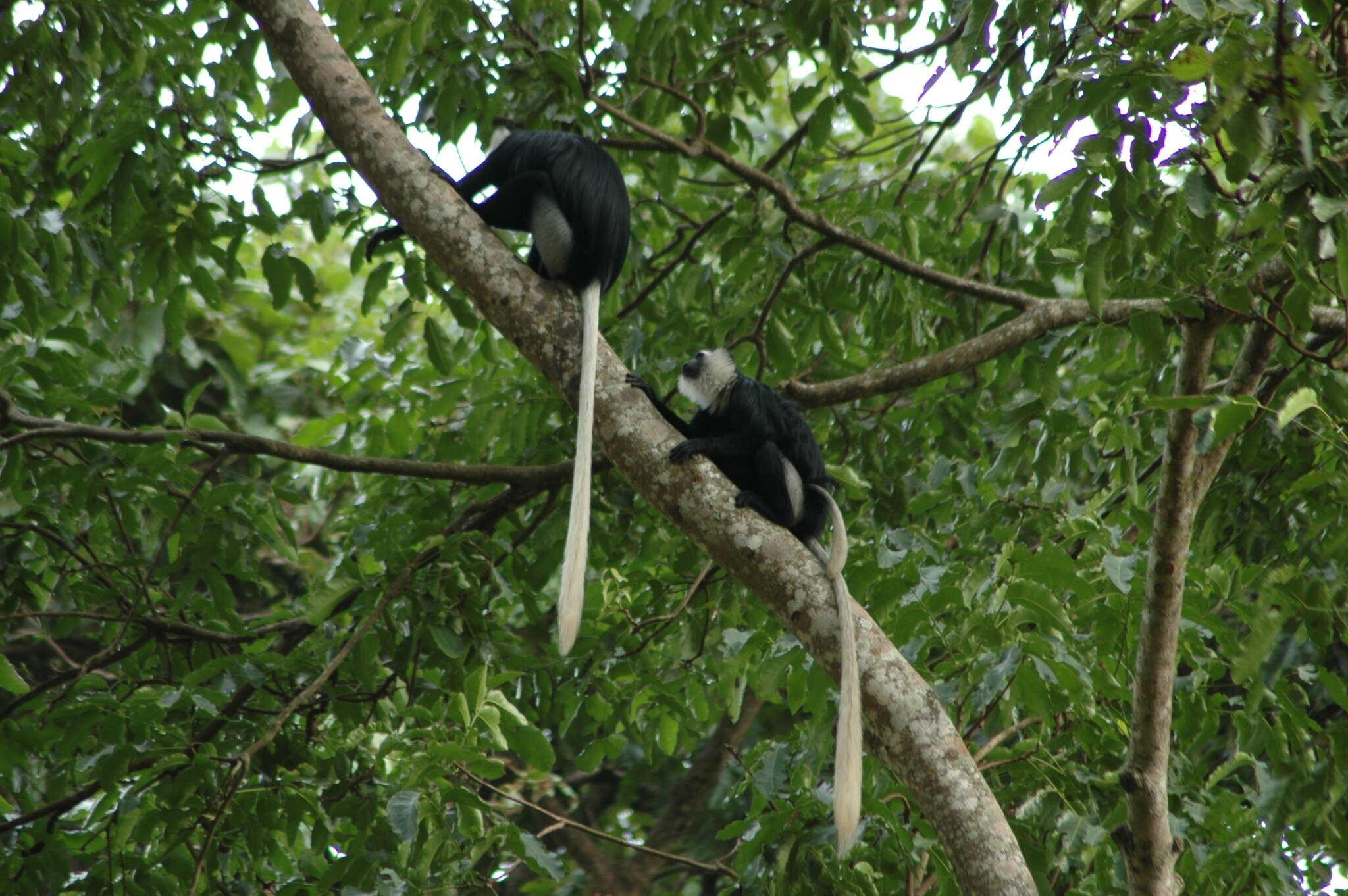 Image of Geoffroy's Black-and-White Colobus