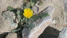 Image de Launaea capitata (Spreng.) Dandy