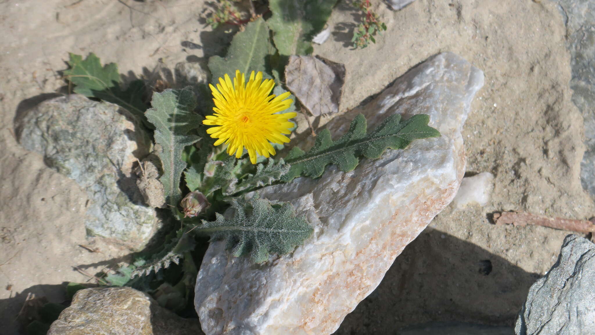 Image de Launaea capitata (Spreng.) Dandy