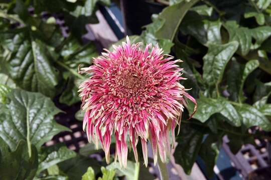 Image of Barberton daisy