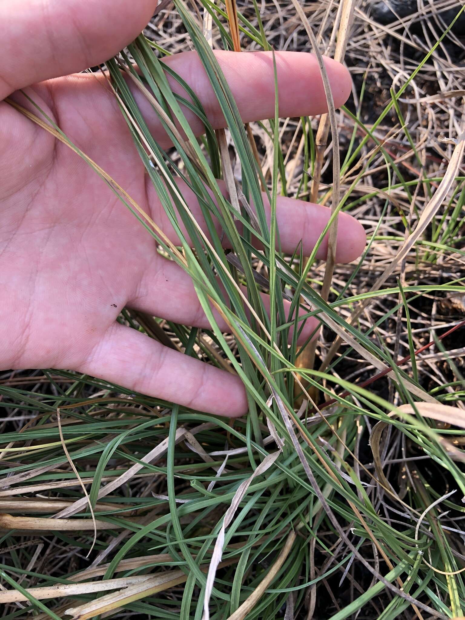 Image of Long-Leaf Cut-Throat Grass