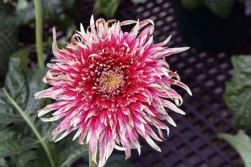 Image of Barberton daisy