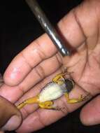 Image of Rattling Frog