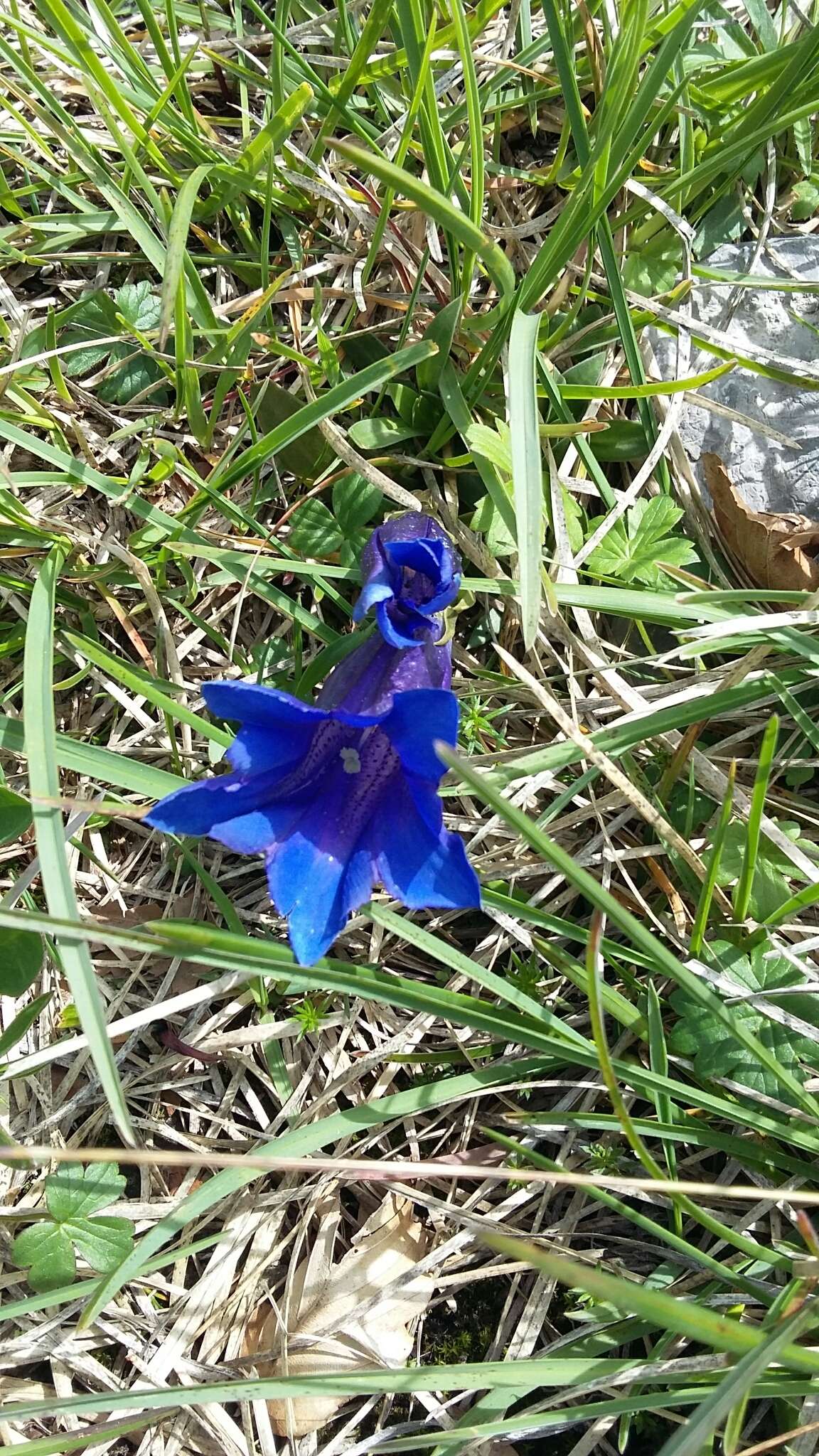 صورة Gentiana clusii subsp. clusii